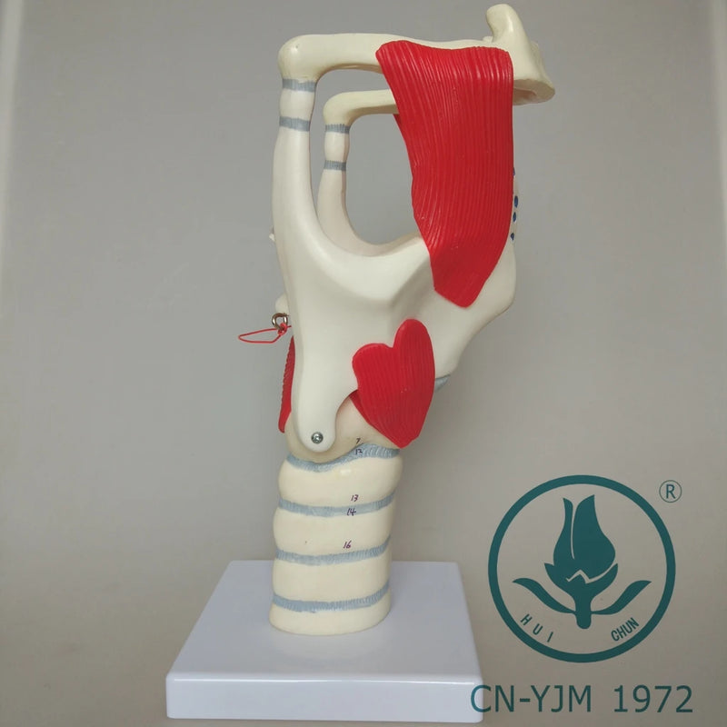 Laryngeal Anatomy Model Functionally amplified vocal cord vocalization ...