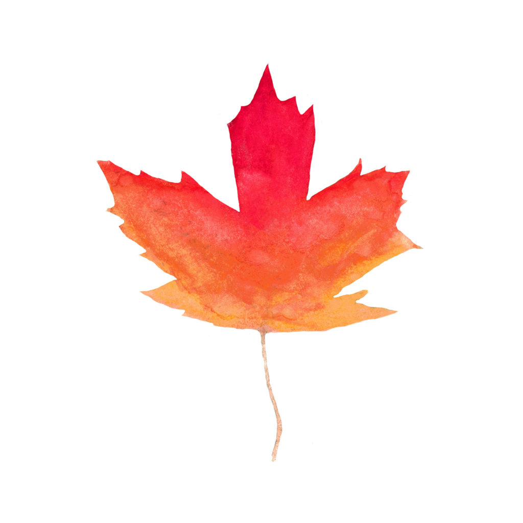 Canadian Maple Leaf Watercolor Print by Aliya Bora