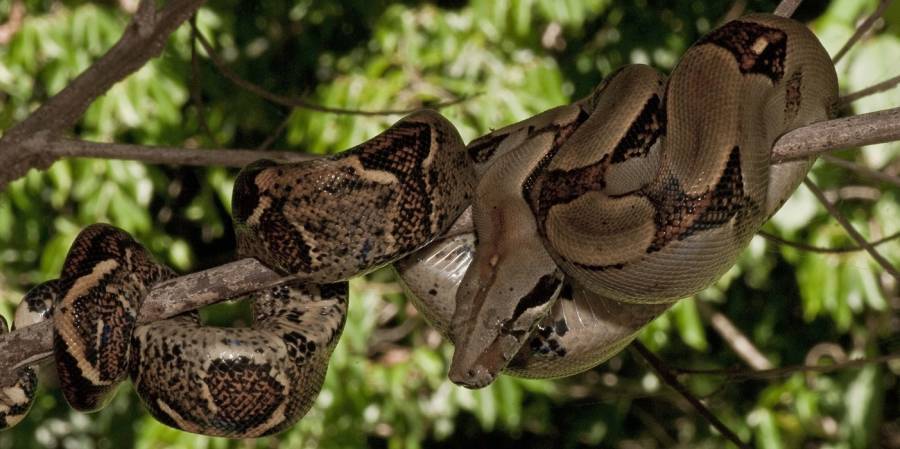 Invasive Species Boa Constrictor