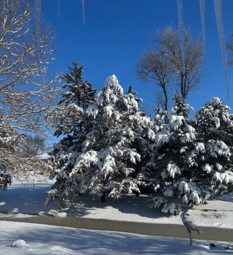 Snow covered trees and surrounding grounds