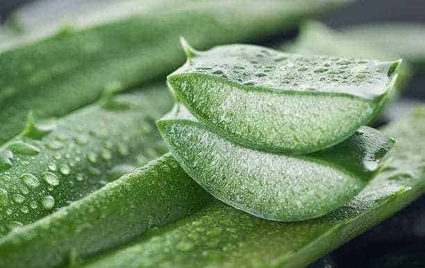 Uses Of Aloe Vera