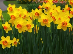 Daffodil Flowers