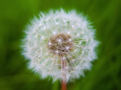 Dandelion