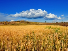 Golden Wheat Field