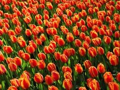 Red Tulips