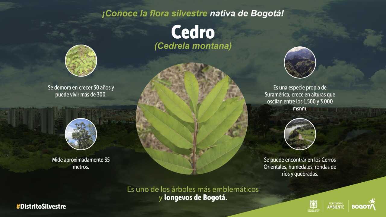 Cedro, uno de los árboles más emblemáticos y longevos de Bogotá - busqueda  - Secretaría Distrital de Ambiente