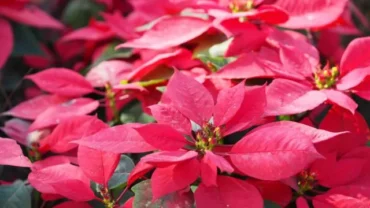 7 Best Holiday Houseplants Ideal for Festive Decor on a Budget