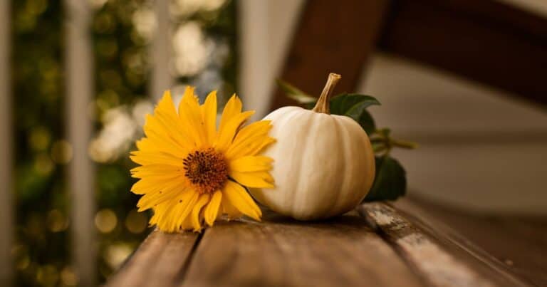 10 delightful Fall Bible verses to inspire gratitude