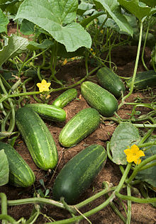 Unveiling the 3 DIY Secrets on How Cucumber Can Transform Your Hair Game!