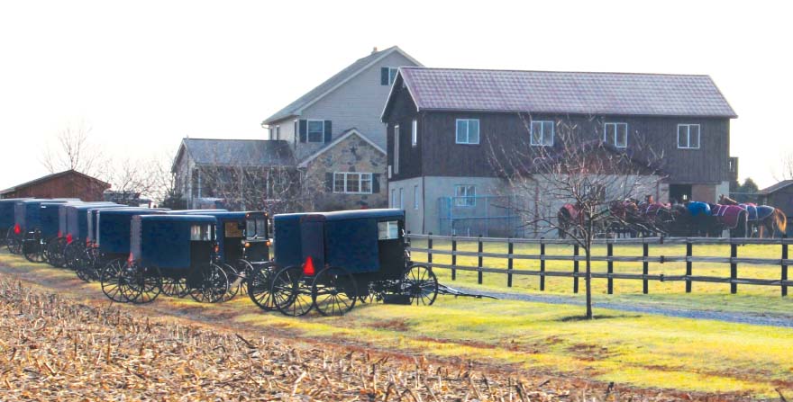 Amish Wedding Season