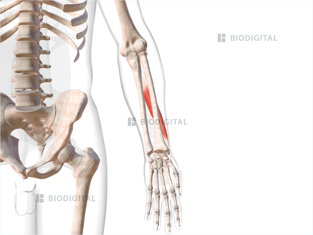 Left abductor pollicis longus