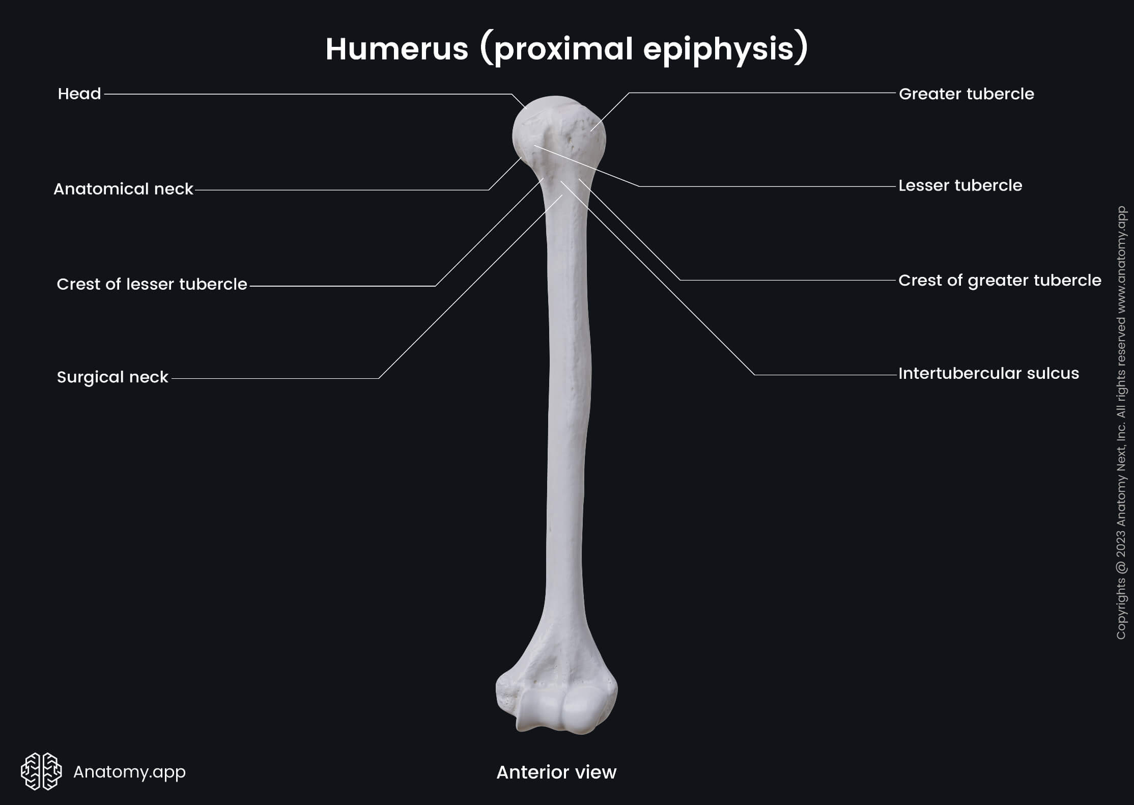 Humerus | Encyclopedia | Anatomy.app | Learn anatomy | 3D models ...