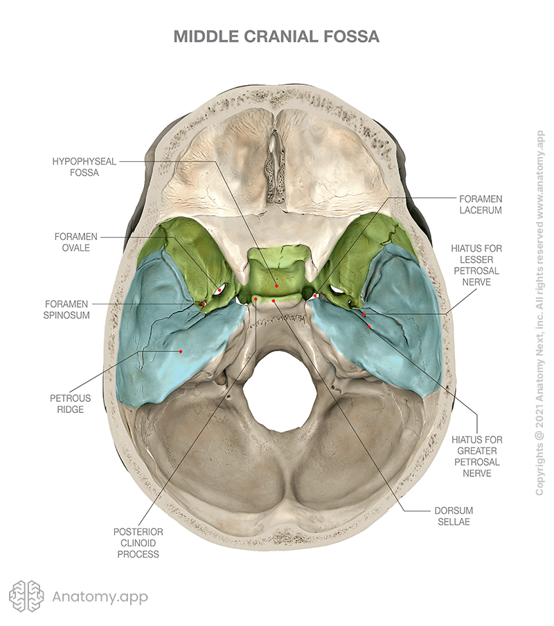 Cranial Cavity Of The Skull