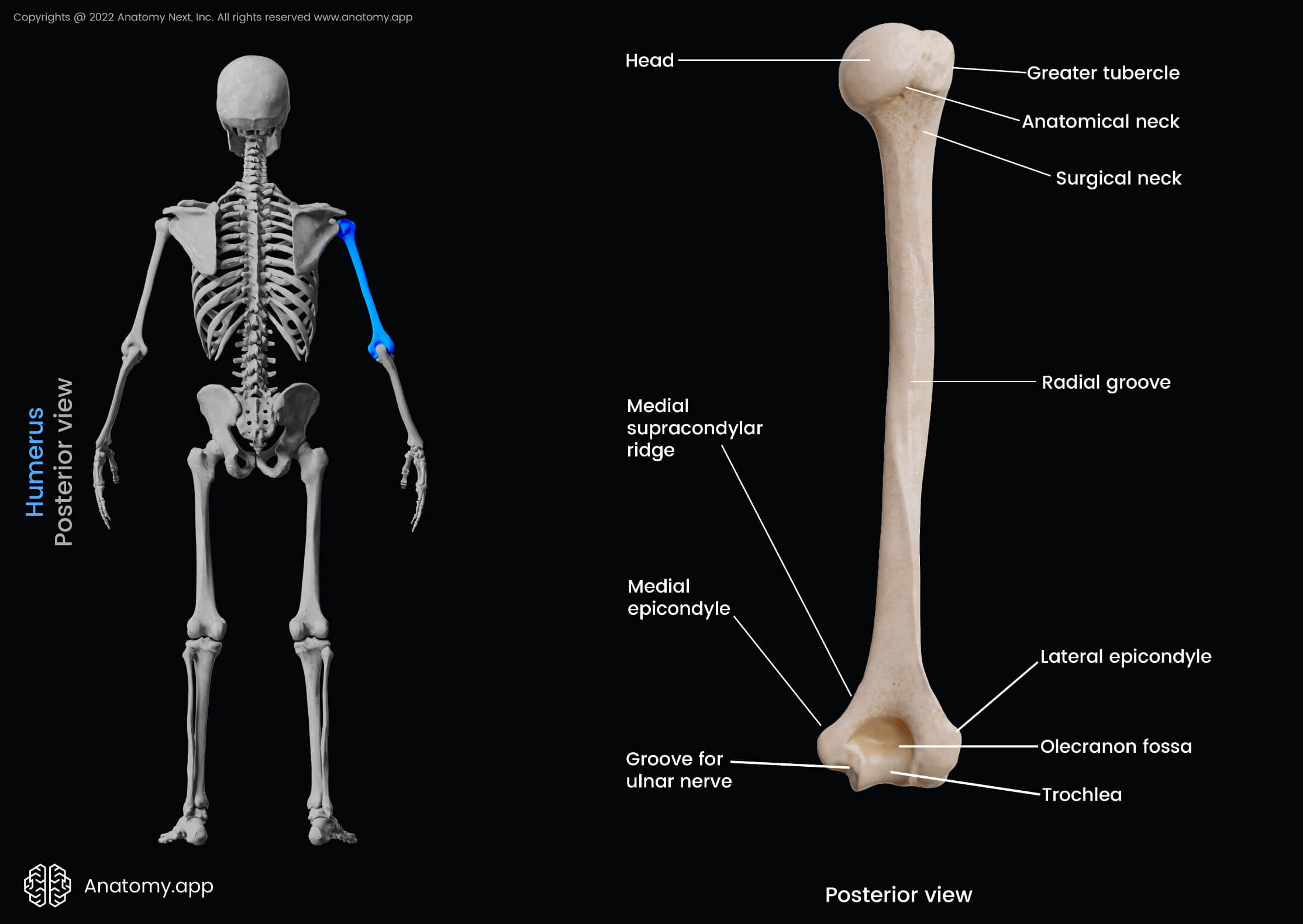 Humerus Bone Diagram