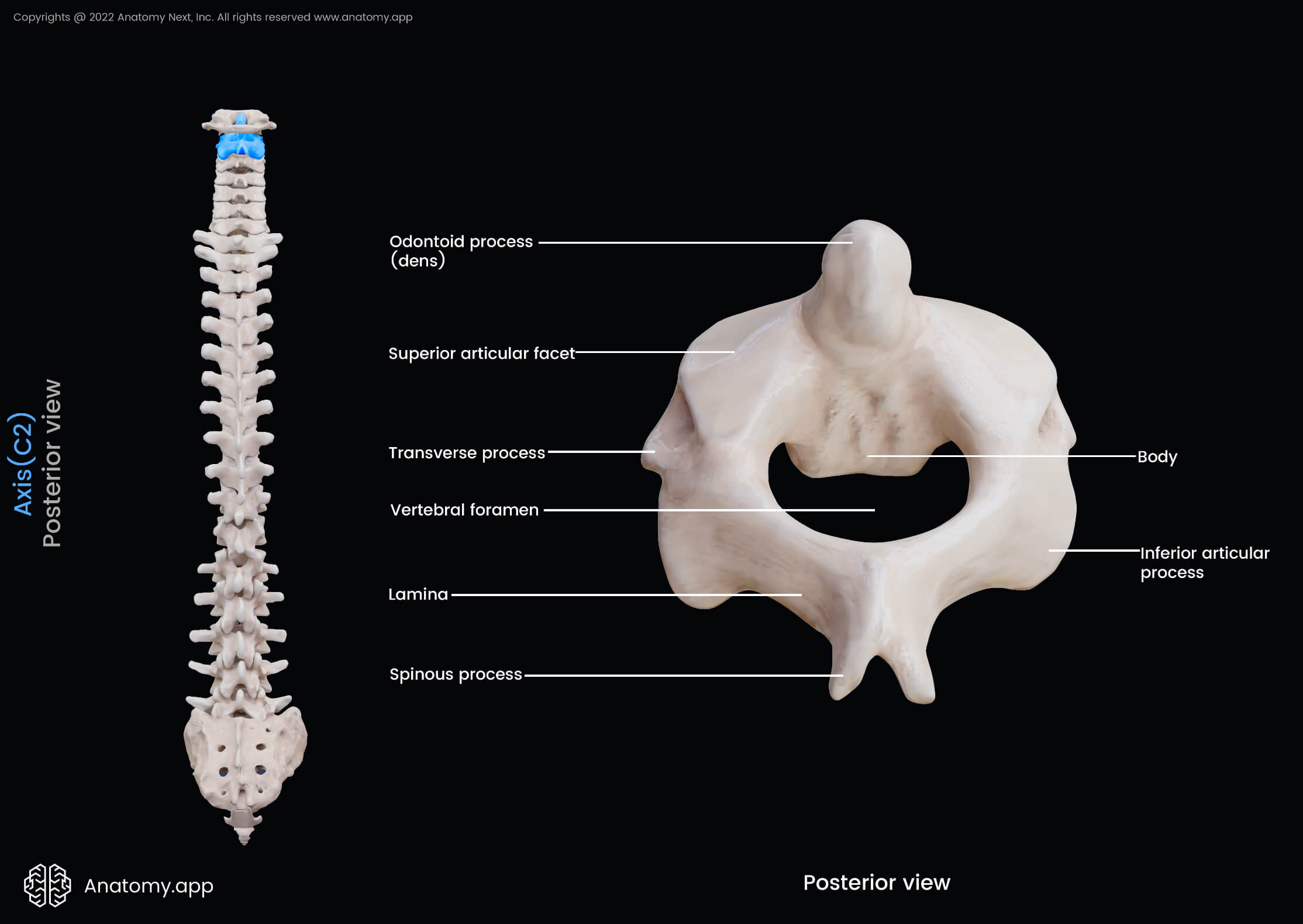 Cervical Vertebrae Anatomy And Labeled Diagram Getbodysmart Cervical ...