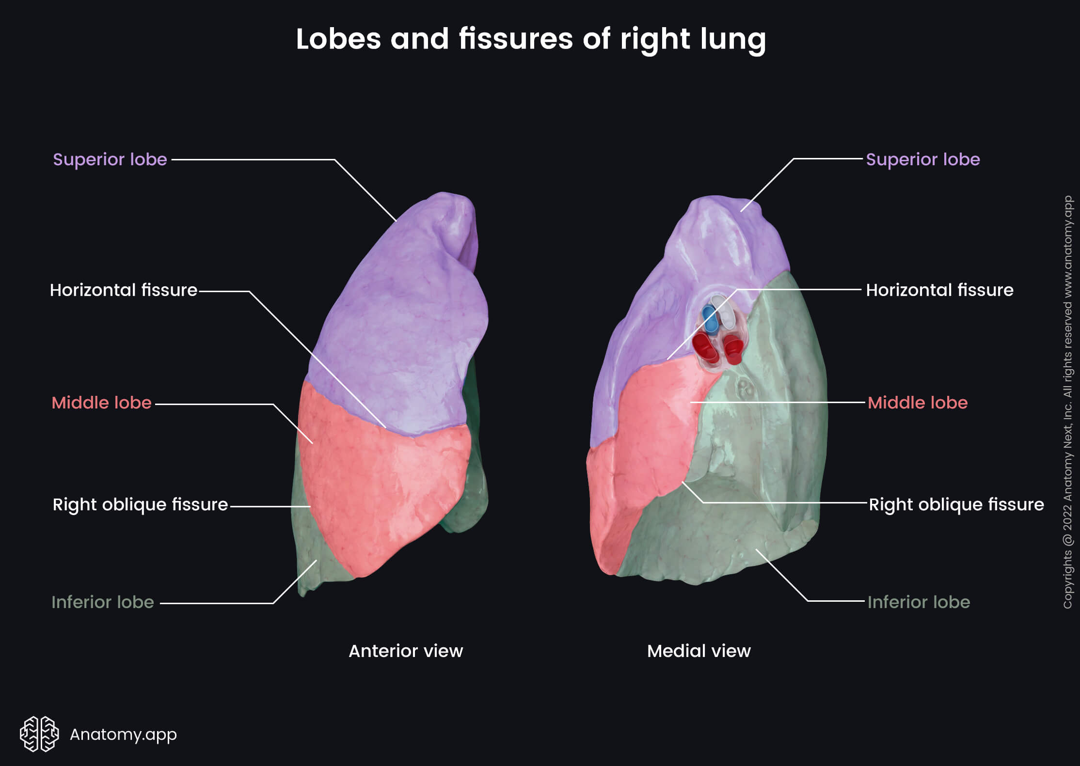 Anatomy Of The Lungs Lobes