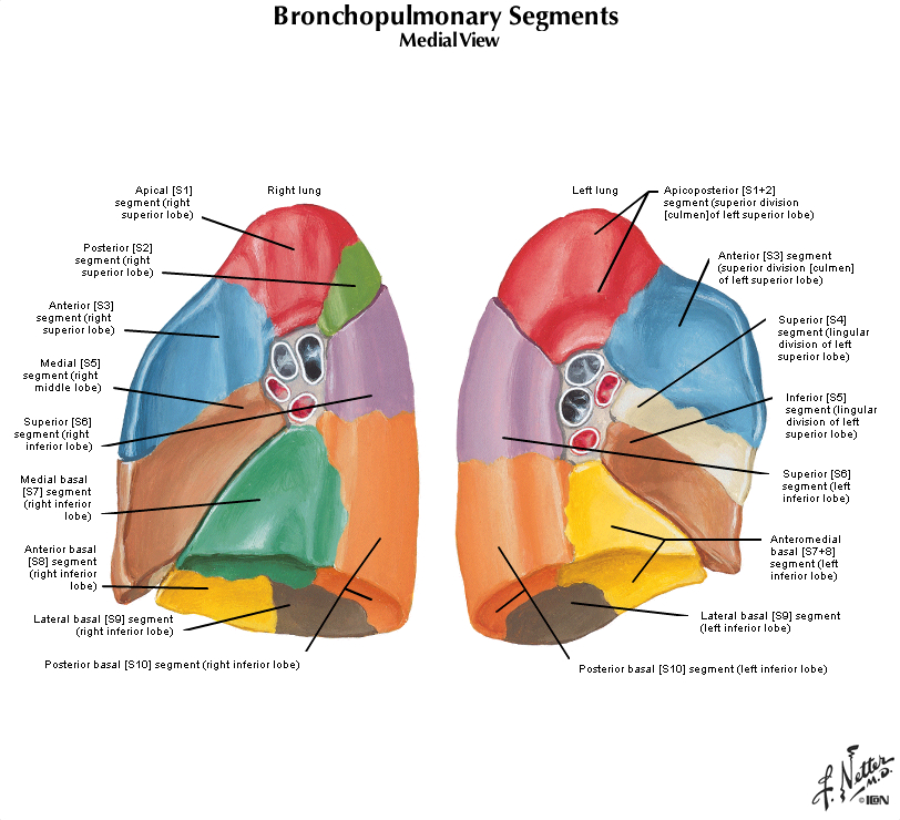 Duke Pathology - Pulmonary System