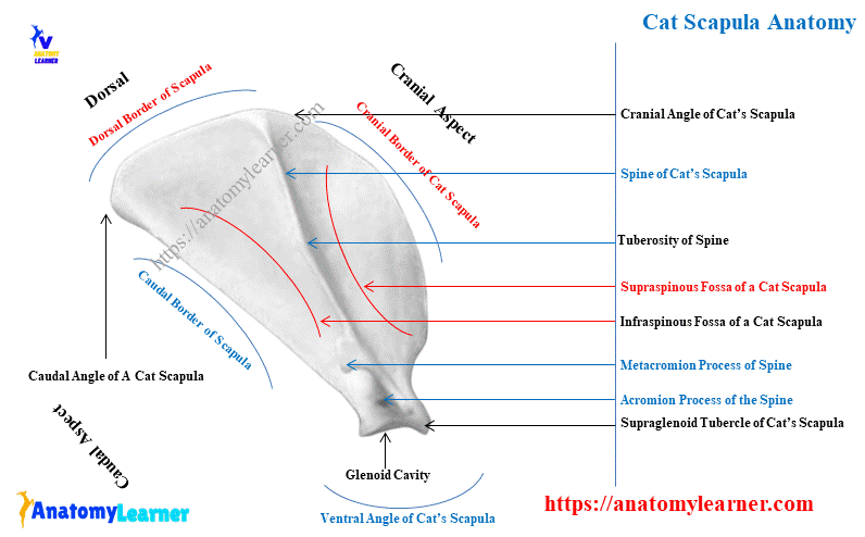 Vertebral Border Of Scapula