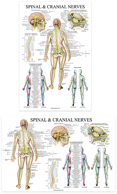 Spinal and Cranial Nerves (Laminated) – Anatomy Posters