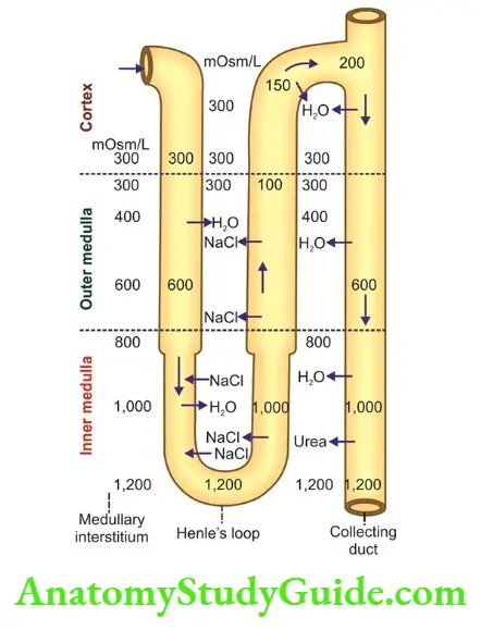 Concentration Of Urine Physiology Notes - Anatomy Study Guide