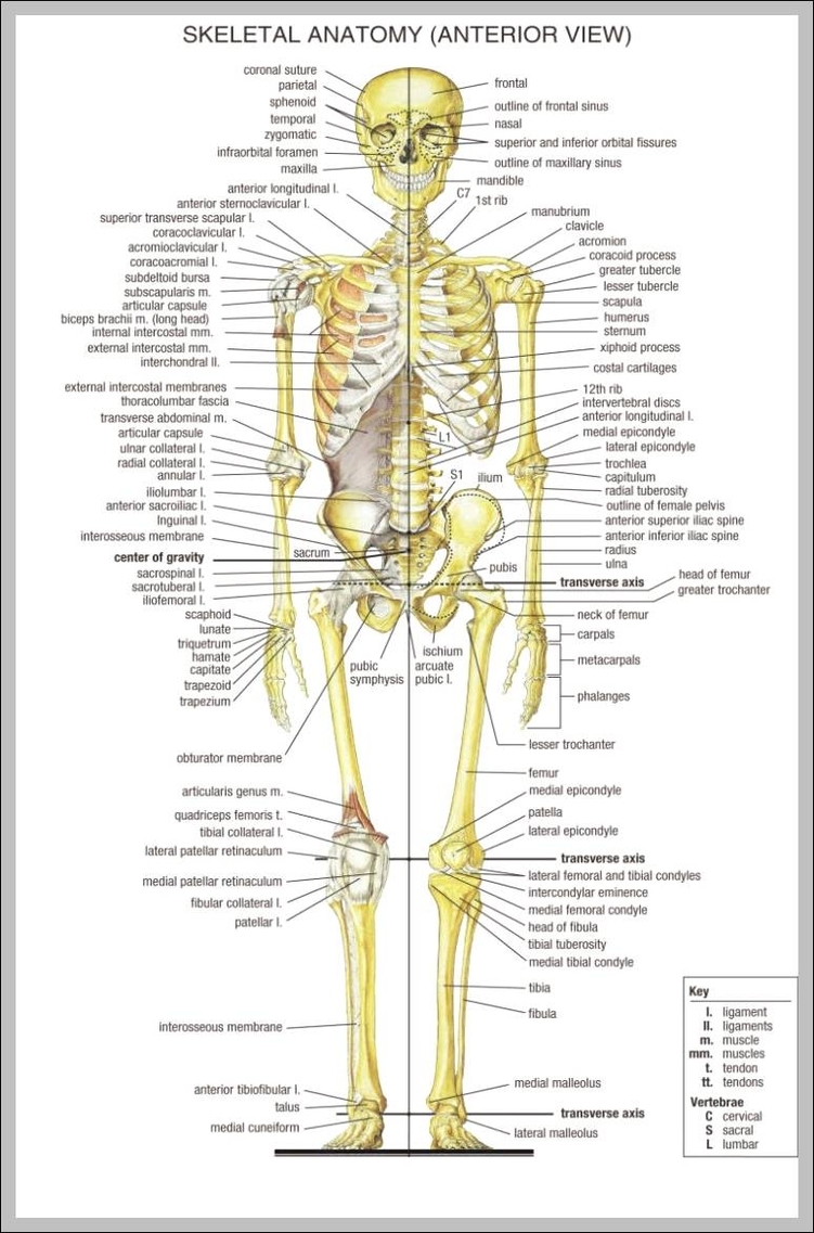 Labeling The Body Anatomy