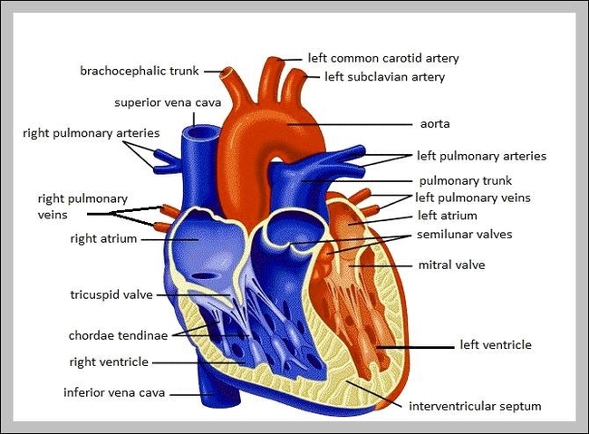 human heart anatomy | Anatomy System - Human Body Anatomy diagram and ...