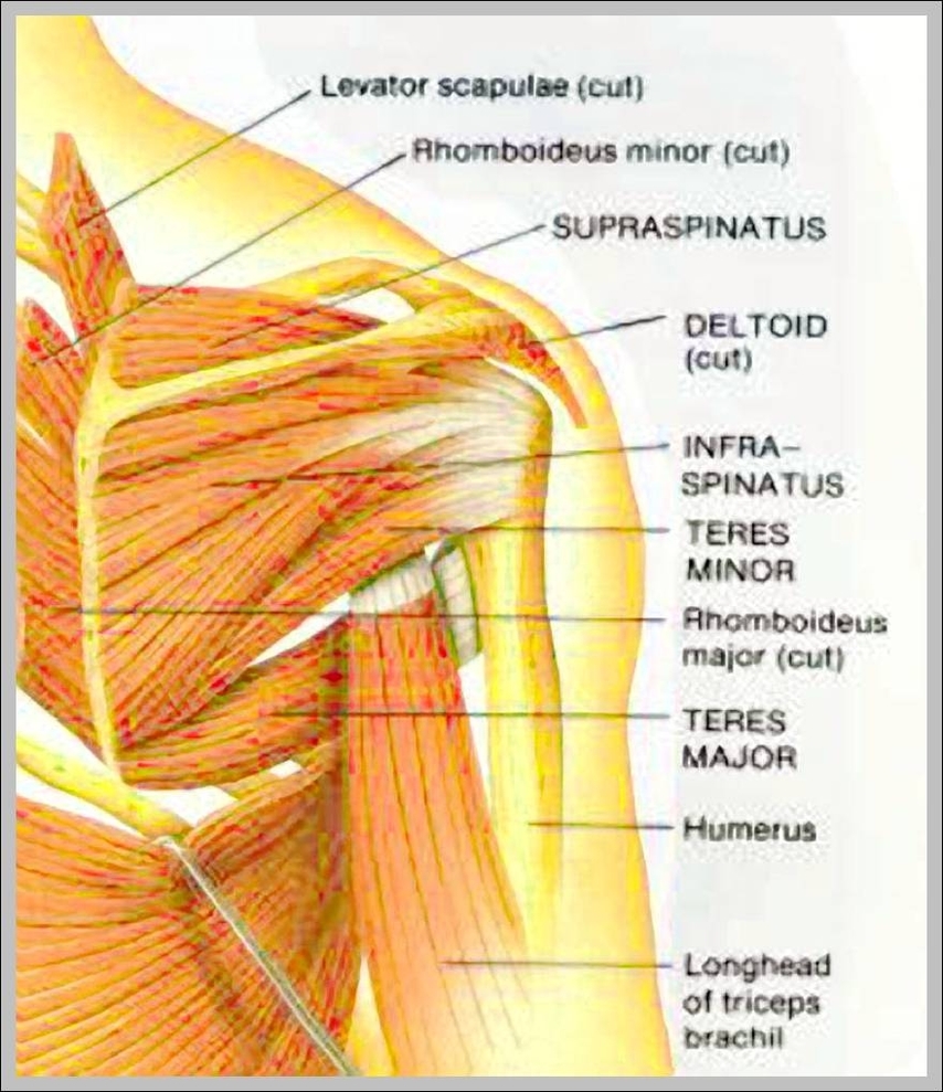 Right Shoulder Anatomy Diagram