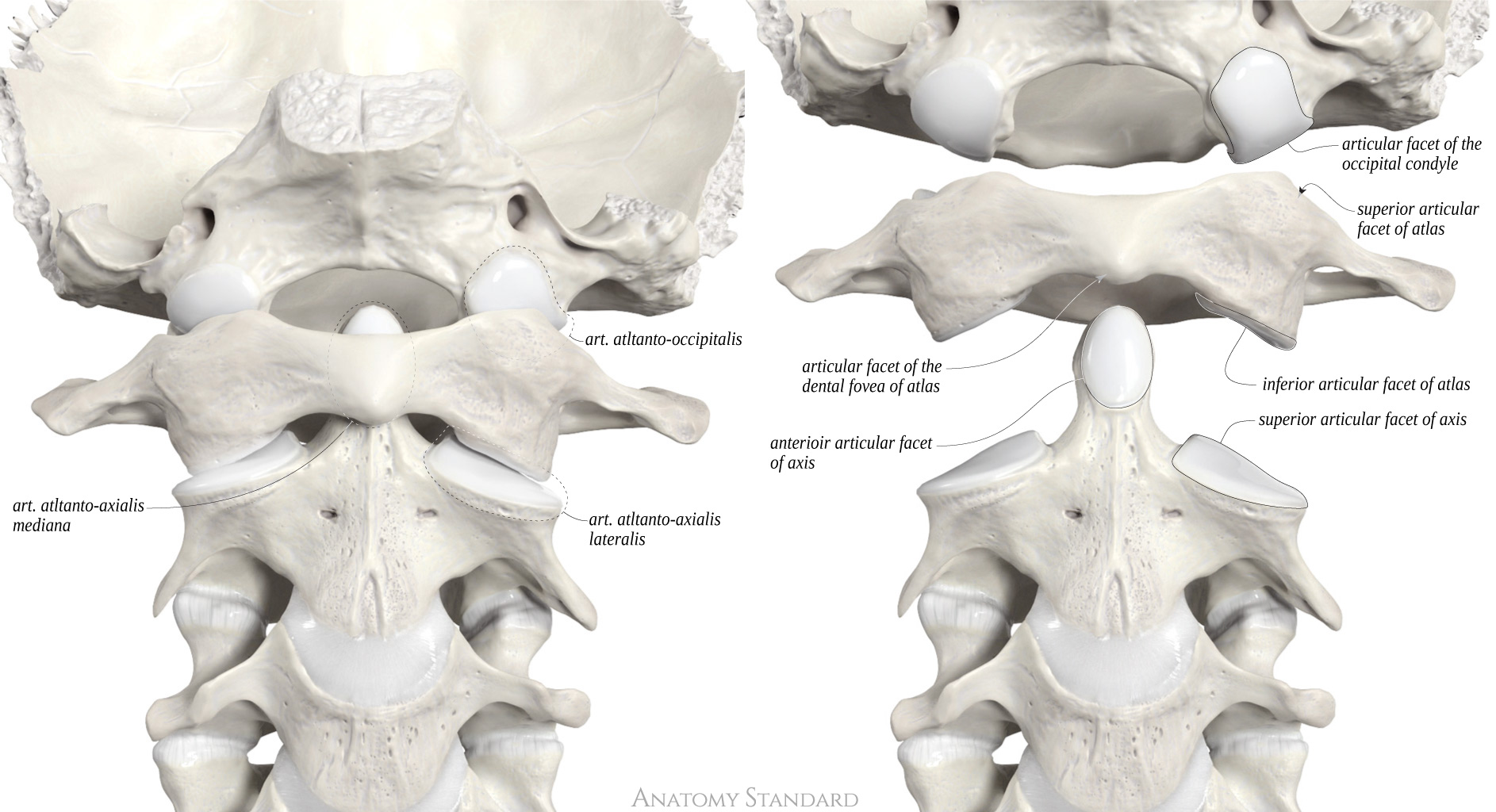 Atlanto Occipital Joint Labeled