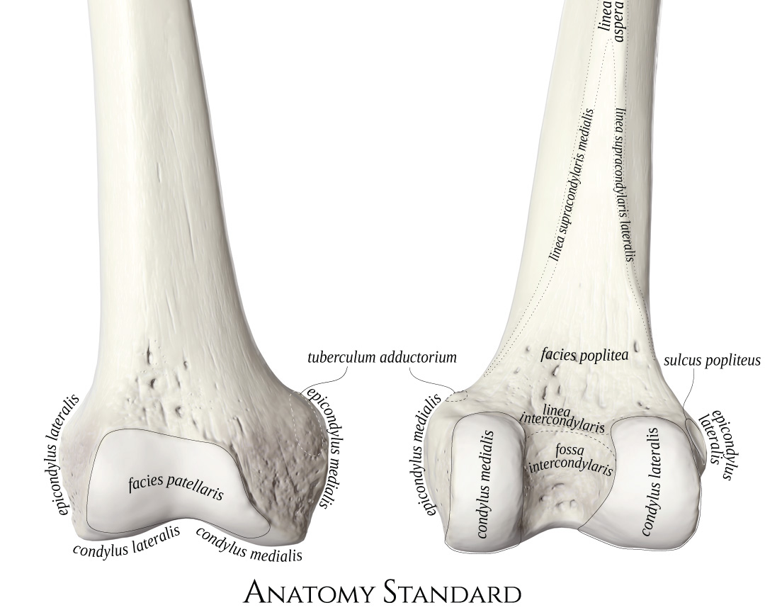 Distal Femur Anatomy