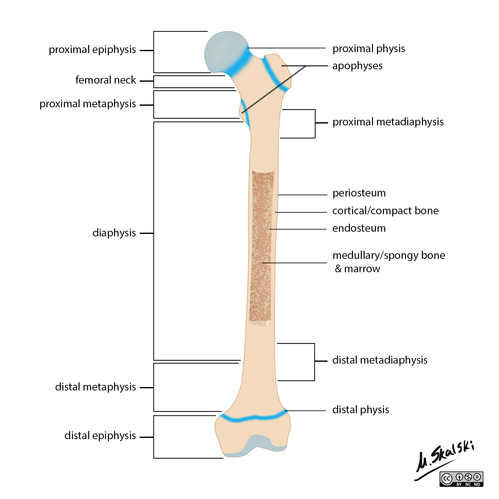 Femur Diagram Labeled