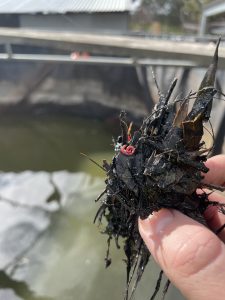 Bacteria and Insect groding in nasty water