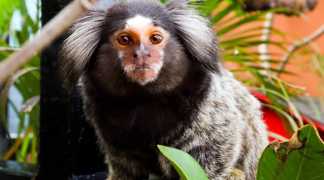 Common Marmoset di Lembang Park and Zoo (lembang_parkzoo)