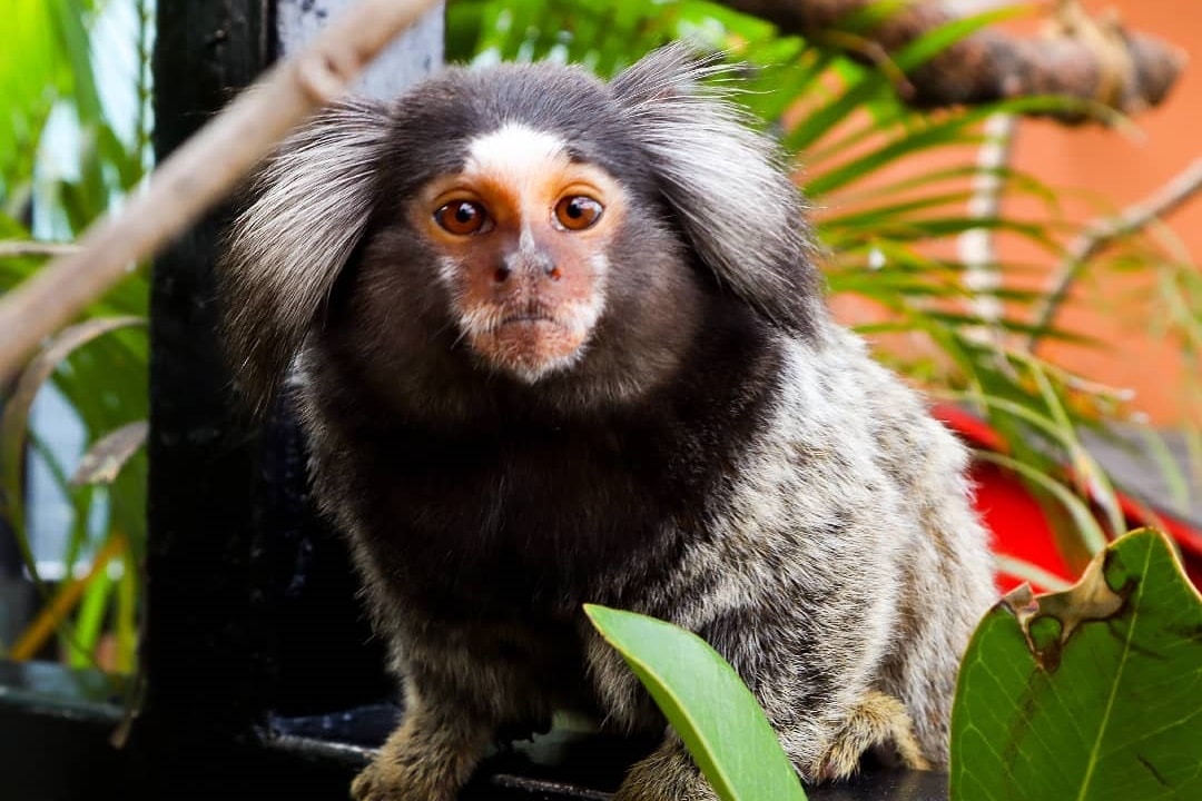 Common Marmoset di Lembang Park and Zoo (lembang_parkzoo)