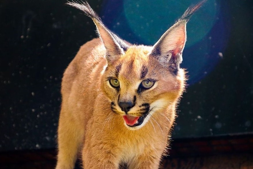 Kucing Caracal di Lembang Park and Zoo (lembang_parkzoo)