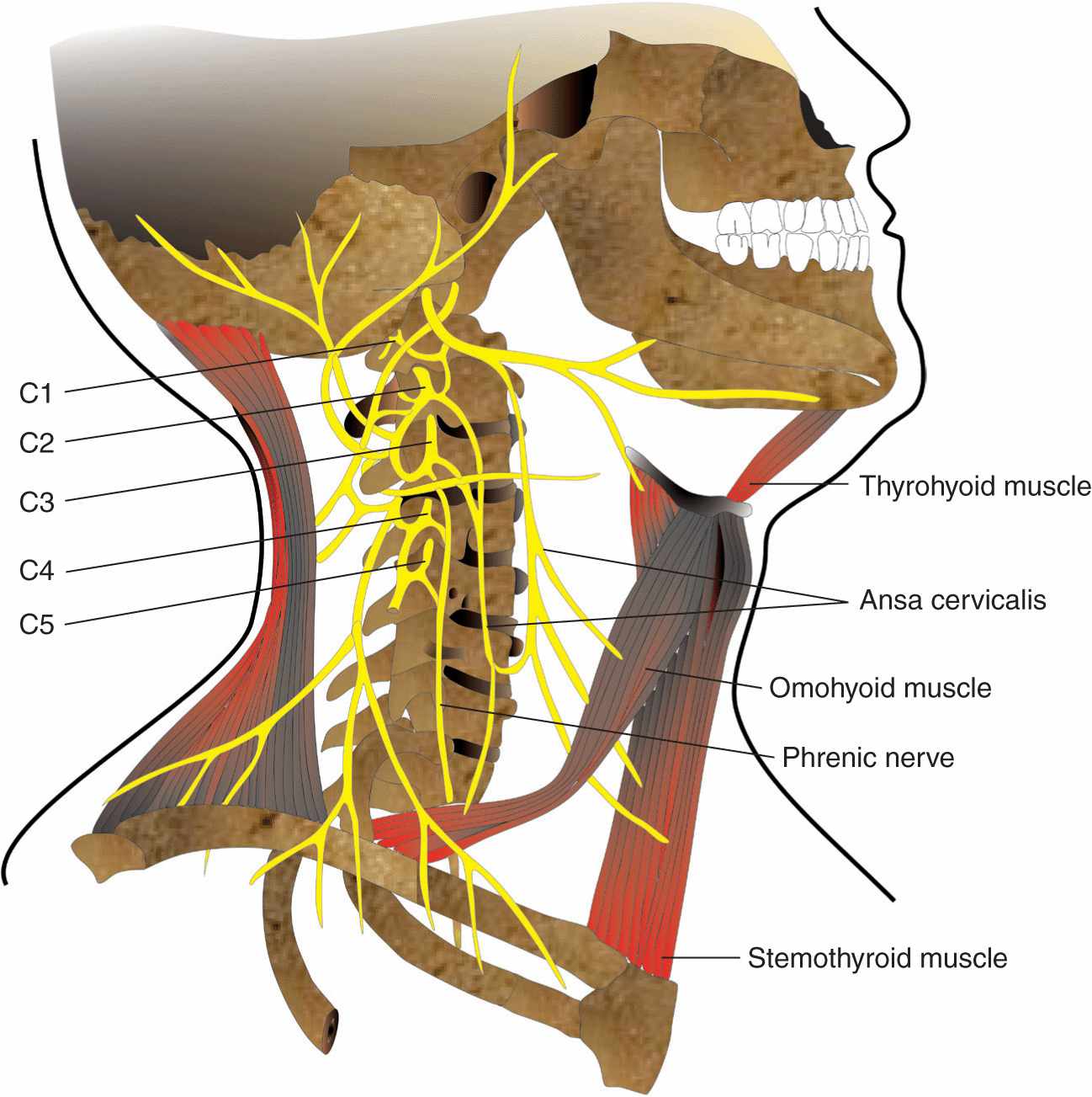 Lumbar Plexus Nerve Block