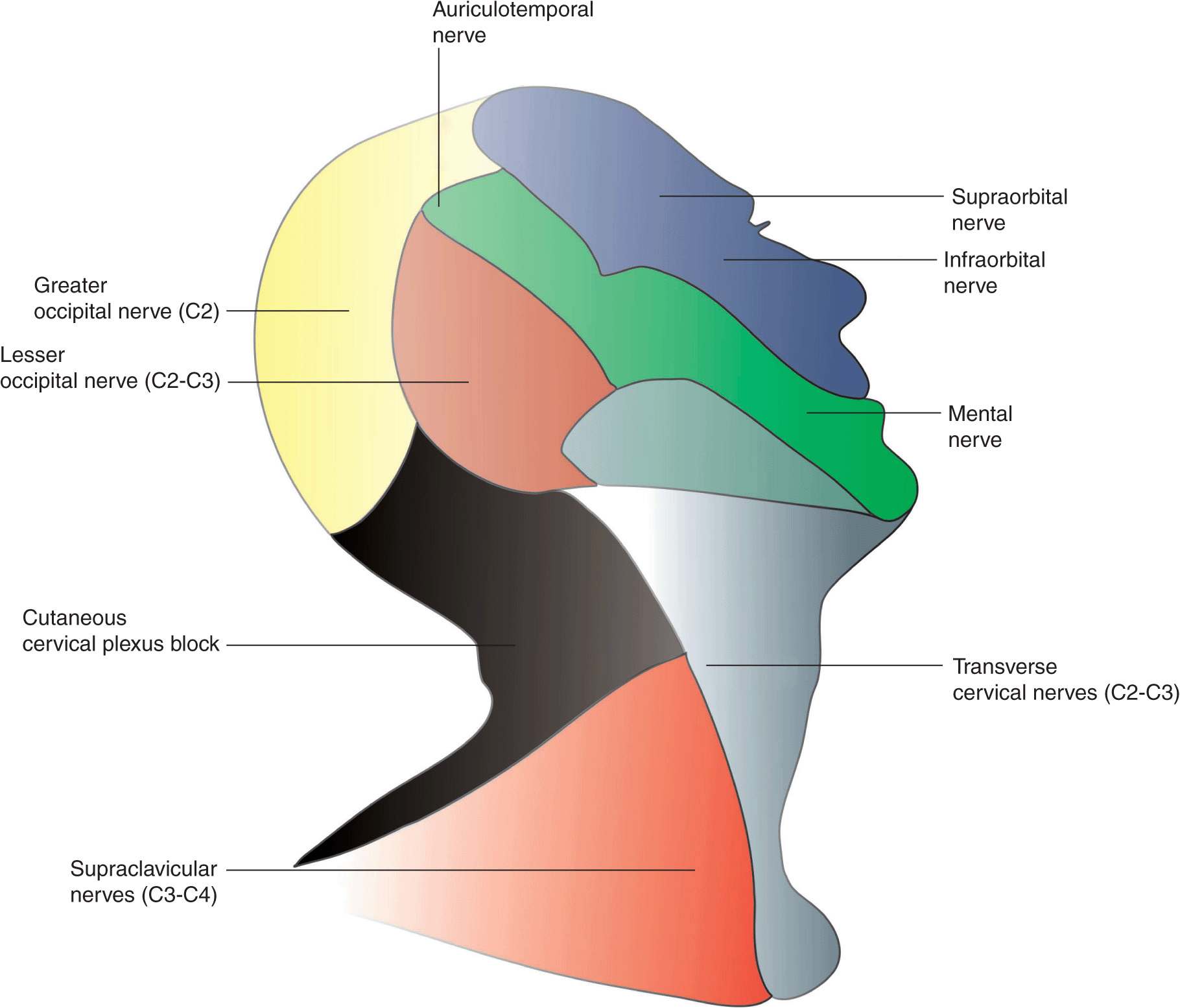 Head And Neck Nerves Somatic Nerves Cervical Plexus N - vrogue.co