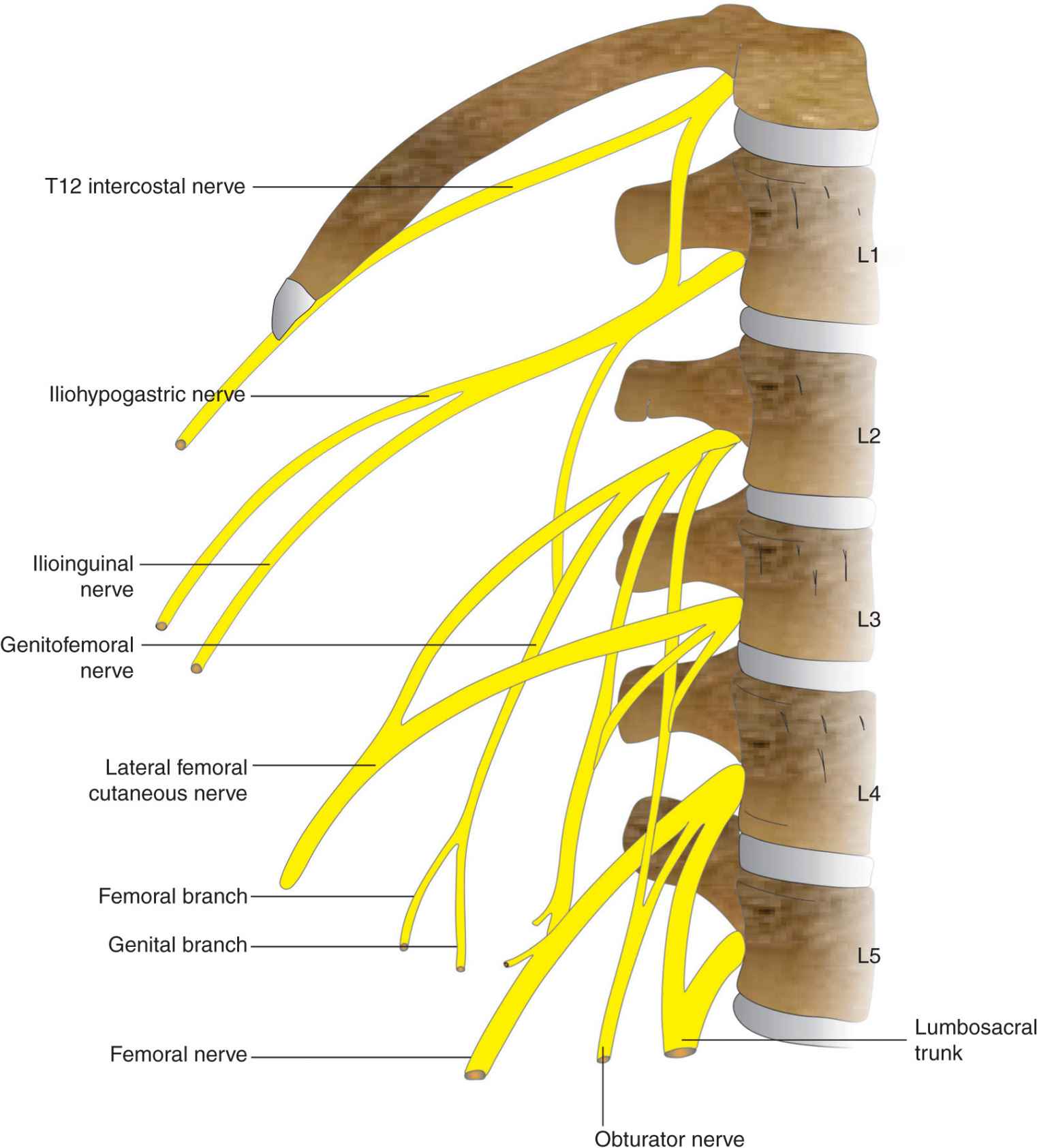 Lumbar Plexus Nerve Block