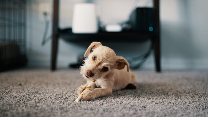 ventajas-de-tener-un-perro-pequeno