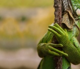 Lizard 12_Iguana Camoflauge