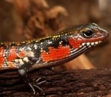 Lizard 14_Spendor Skink