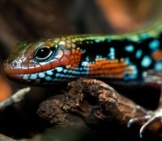 Lizard 15_Spendor Skink