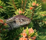 Lizard 3_Sand Lizard