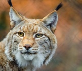 Portrait Of A Lynx.