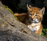 Bobcat Cub. (Lynx)