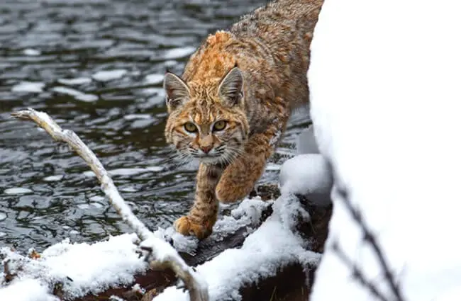 Lynx on a snowy riverbank.