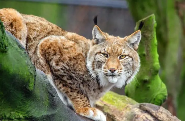 Crouching lynx.