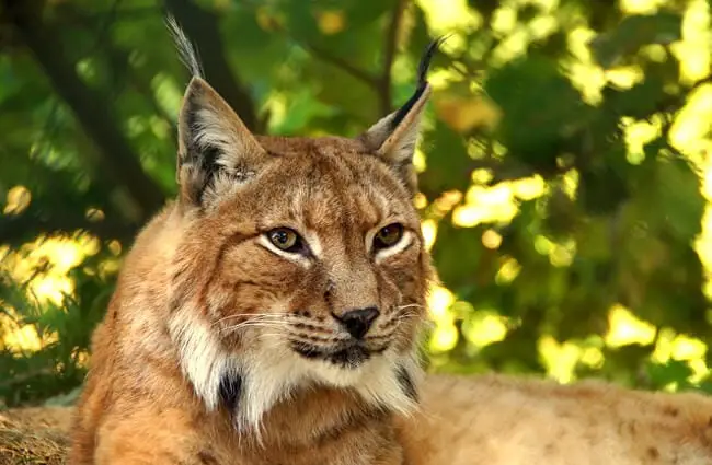 Afternoon rest for the lynx.