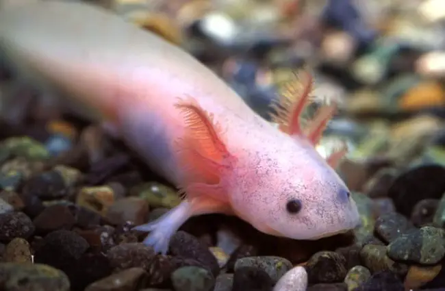 Young Salamander, still confined to the water. Photo by: (c) SassyStock www.fotosearch.com 