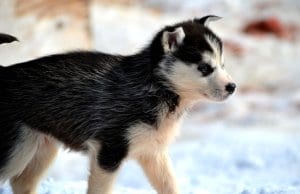 Siberian Husky puppy.