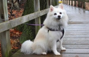 American Eskimo Dog posing for a photo while on a walk
